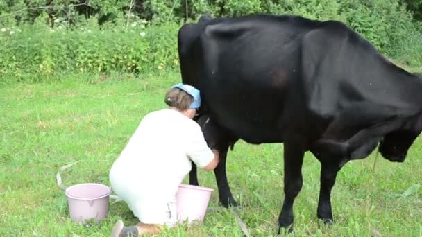 Woman milker milk cow — Stock Video