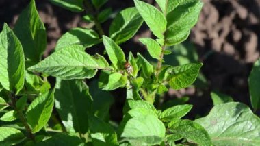 Colorado böceği yaprak