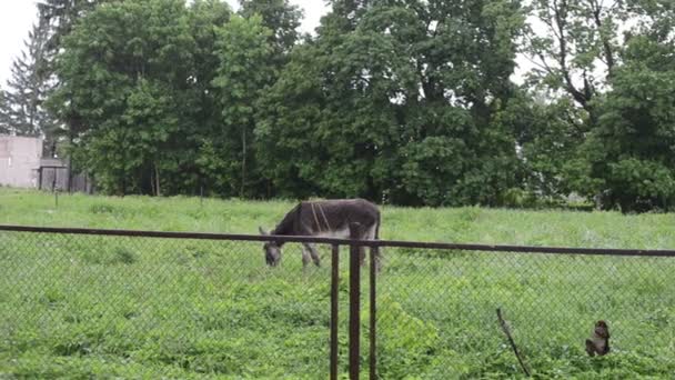 Burro pasto mulher chuva — Vídeo de Stock