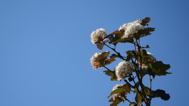 Viburnum floresce céu azul — Vídeo de Stock