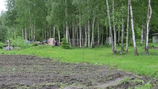 Farmer nő nyírfa — Stock videók