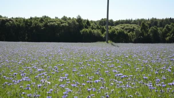 Cornflower bloom woman — Stock Video