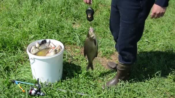 釣りの重量をキャッチします。 — ストック動画