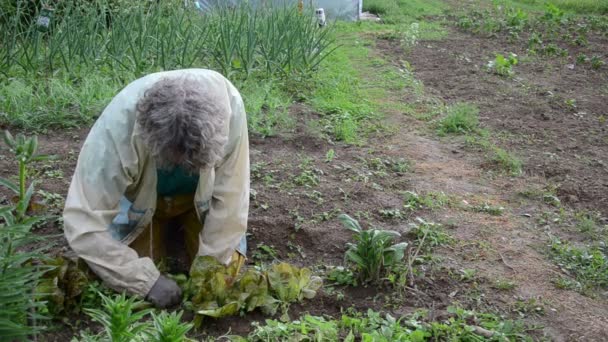 Zahradnické práce — Stock video