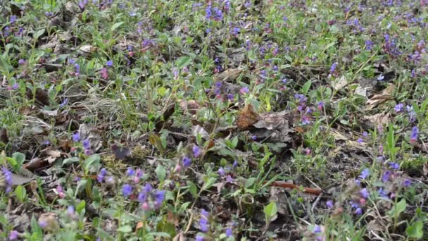 Erva de pulmonária pulmonaria — Stockvideo