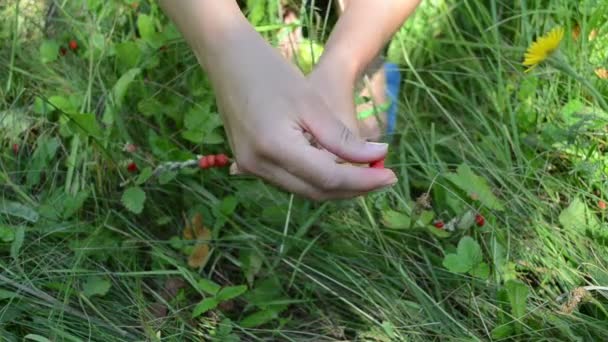 Hands wild berry swing — Stock Video