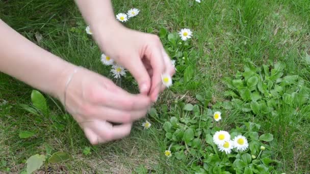 Woman hand daisy flower — Stock Video