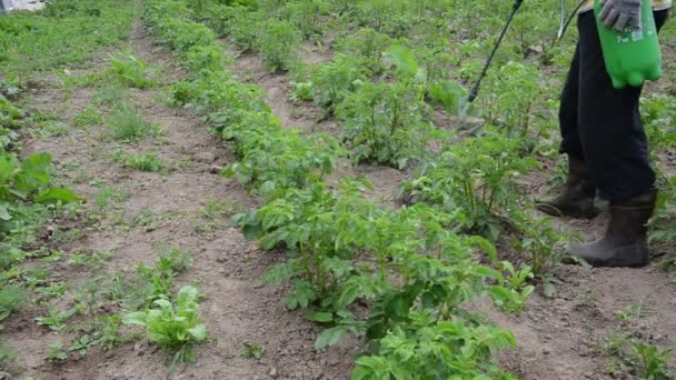 Homme pulvérisation champ de pommes de terre — Video