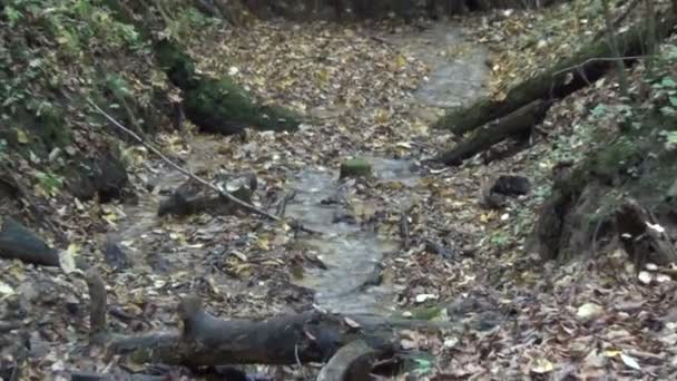 Racines d'eau de ruisseau feuilles 