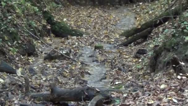 Arroyo agua raíces hojas — Vídeos de Stock