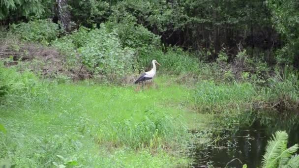 Lesní rybník ptačí čáp — Stock video