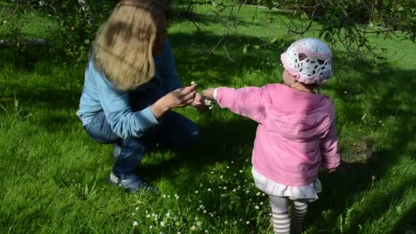 Meadow wreath — Stock Video