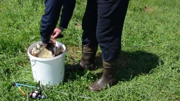 Großes Fischgewicht — Stockvideo