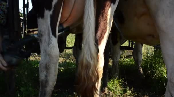 Hombre equipo de leche vaca — Vídeos de Stock