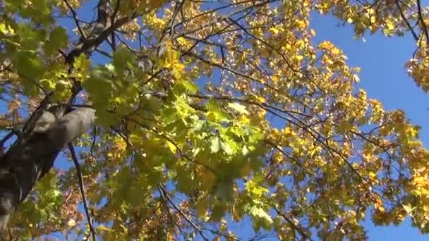 Árbol de arce hojas otoño — Vídeos de Stock