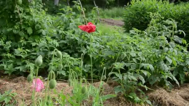 Red poppy bud bloom — Stock Video