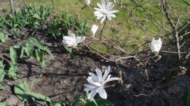 Manolya Tomurcuk çiçek