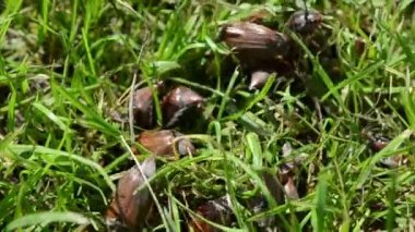 çim oluşan hataları