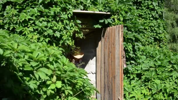 Cubo de escoba jardinero — Vídeo de stock