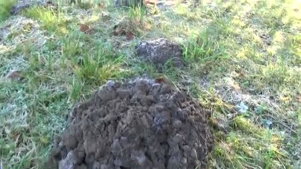 Molehills frost grass — Stock Video