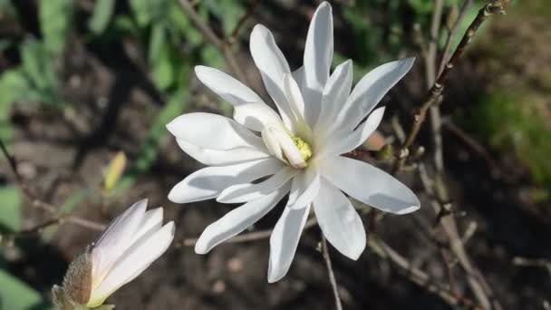 Magnolia knopp blomma blomma — Stockvideo
