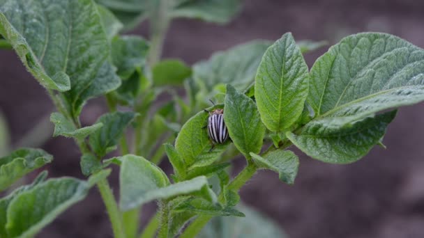 Colorado beetle leaf — Stock Video