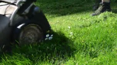 Daisy kesilmiş çimen çiçek