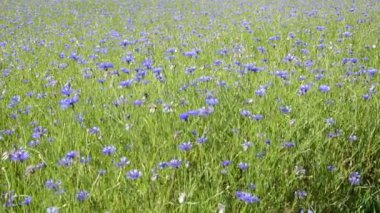 Bluebottle çiçek Rüzgar