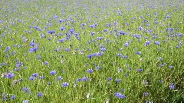 Bluebottle flower wind — Stock Video