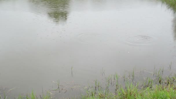 池塘鱼雨 — 图库视频影像