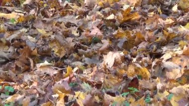 Kız komisyon sonbahar yaprakları