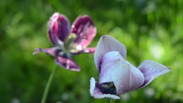 Mokré Tulipán květy — Stock video