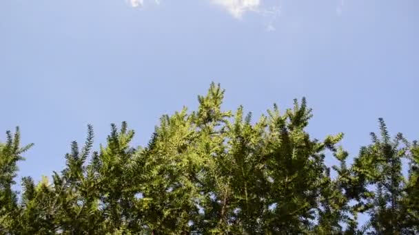 Yew branches de buisson ciel 