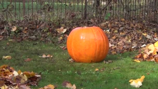 Rastrillo hojas de calabaza hierba — Vídeo de stock