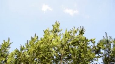 Porsuk bush dalları gök