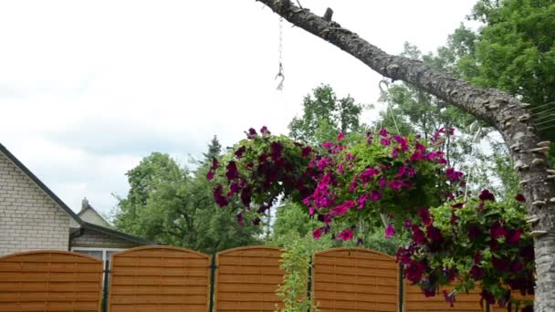 Petunien-Blumentopf hängen — Stockvideo