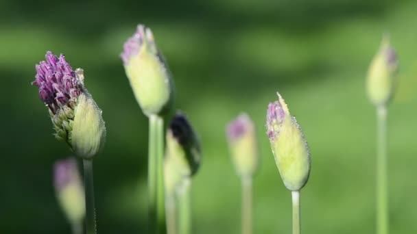 Decorative garlic dew — Stock Video