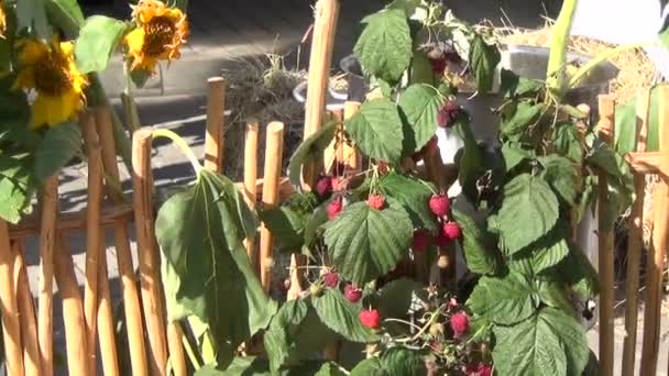 Harvest competition stall — Stock Video