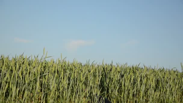 Girl corn field — Stock Video