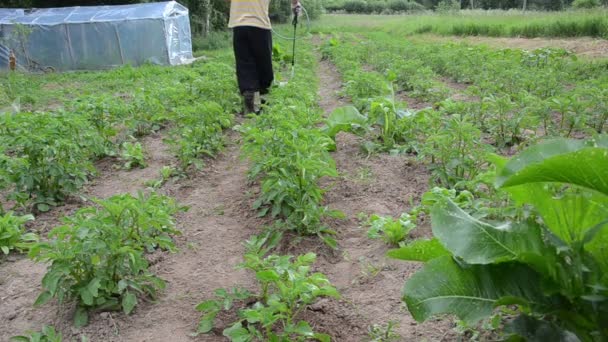 Pesticide spray garden — Stock Video