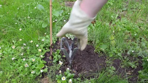 Armadilha de toupeira de jardineiro — Vídeo de Stock