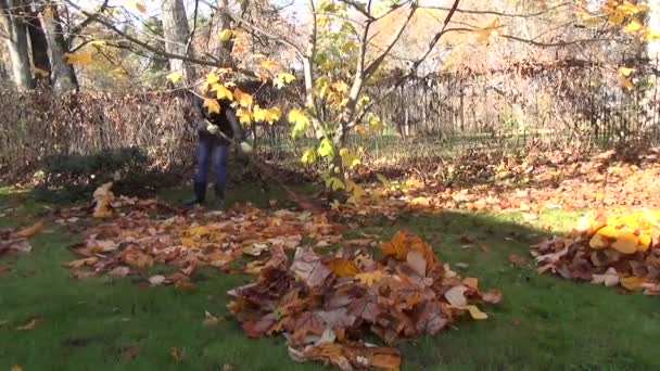 Niña patio árbol hojas — Vídeo de stock