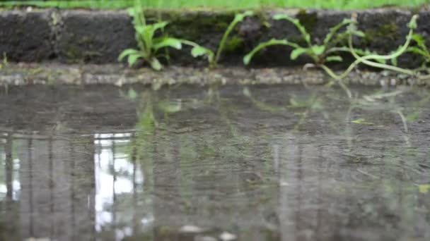 Puddle caída de hoja de agua — Vídeo de stock