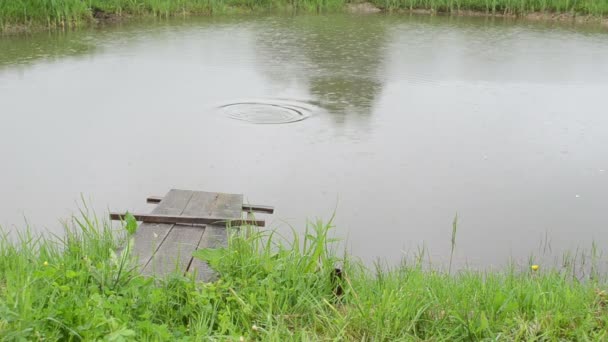 Vijver vissen regen brug — Stockvideo