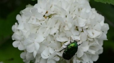 cetonia aurata çiçek