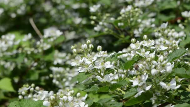 Néctar de abejas floreciendo — Vídeos de Stock