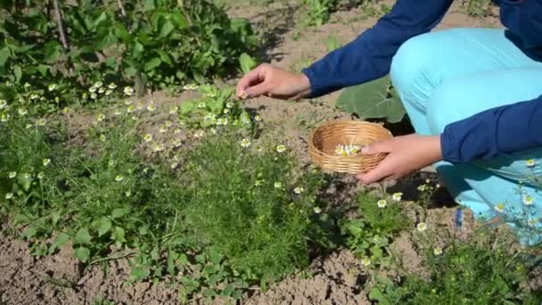 Травяной ромашковый пик — стоковое видео