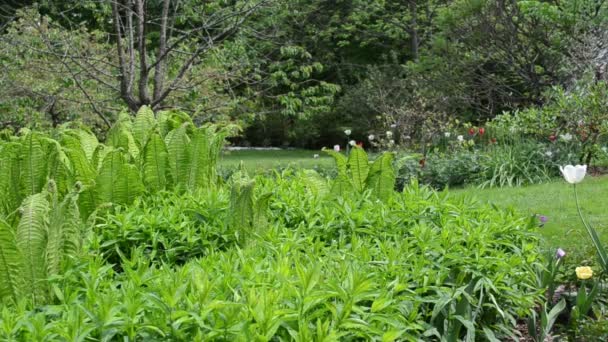 Femme eau fougère plante — Video