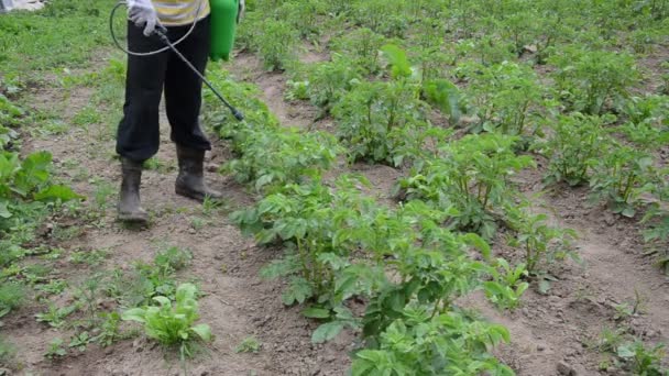農夫の噴霧器ジャガイモ — ストック動画