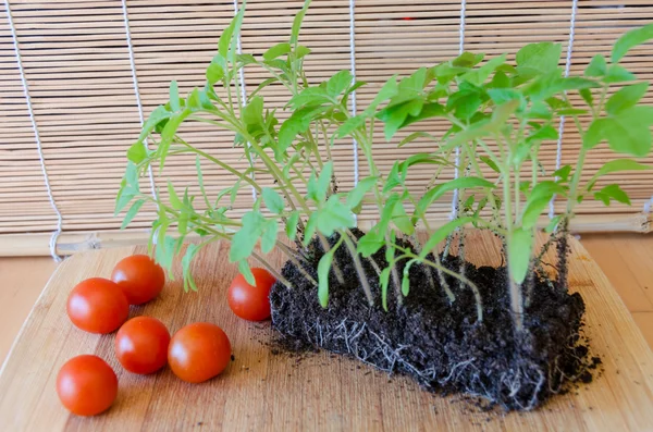 Tomat plantor i jord och röda tomater på bricka Stockfoto